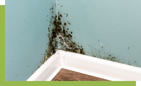 Knoxville Mold Remediation